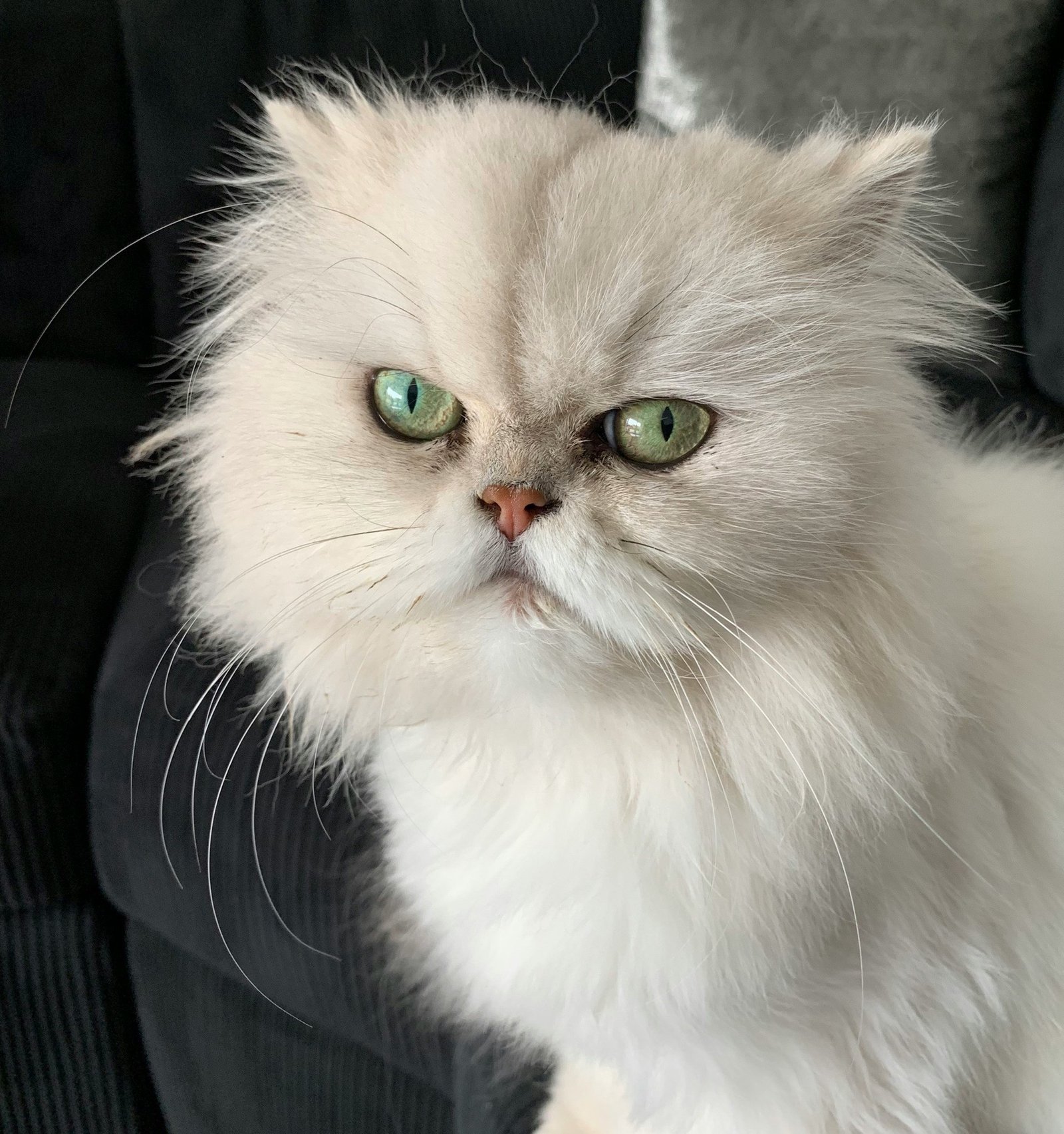 persian-cat-india