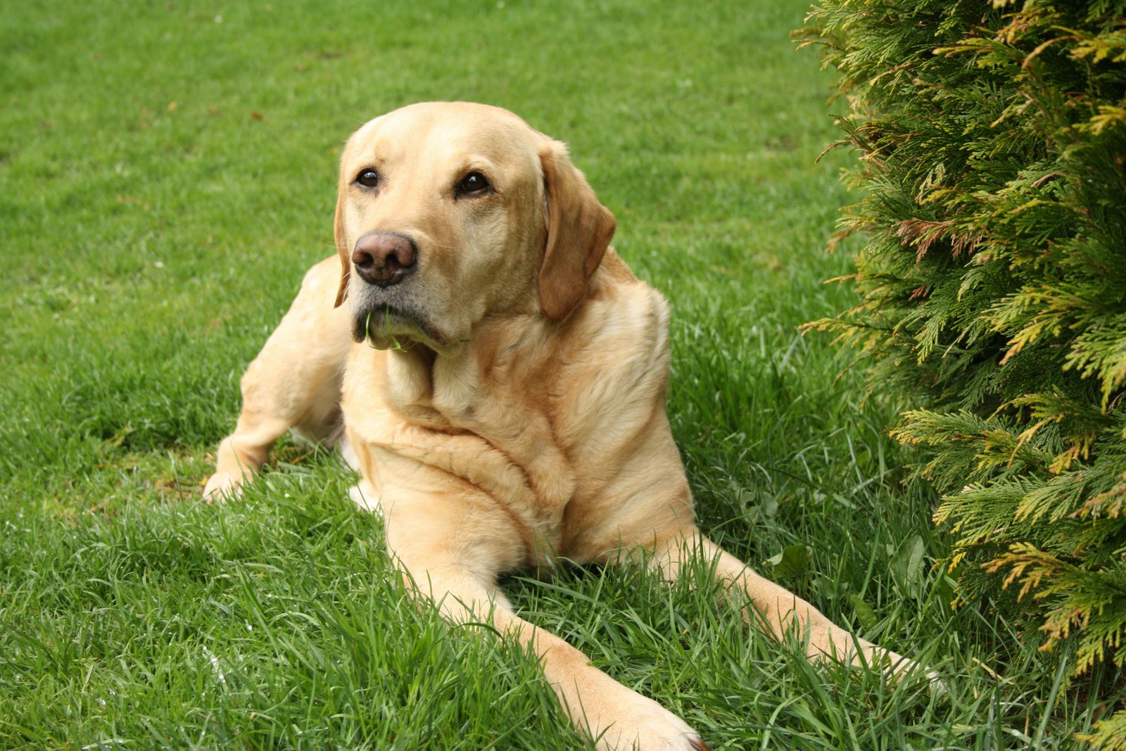 labrador-retriver-sale-India