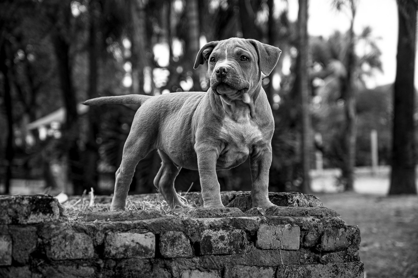 Pitbull-puppy-sale-India
