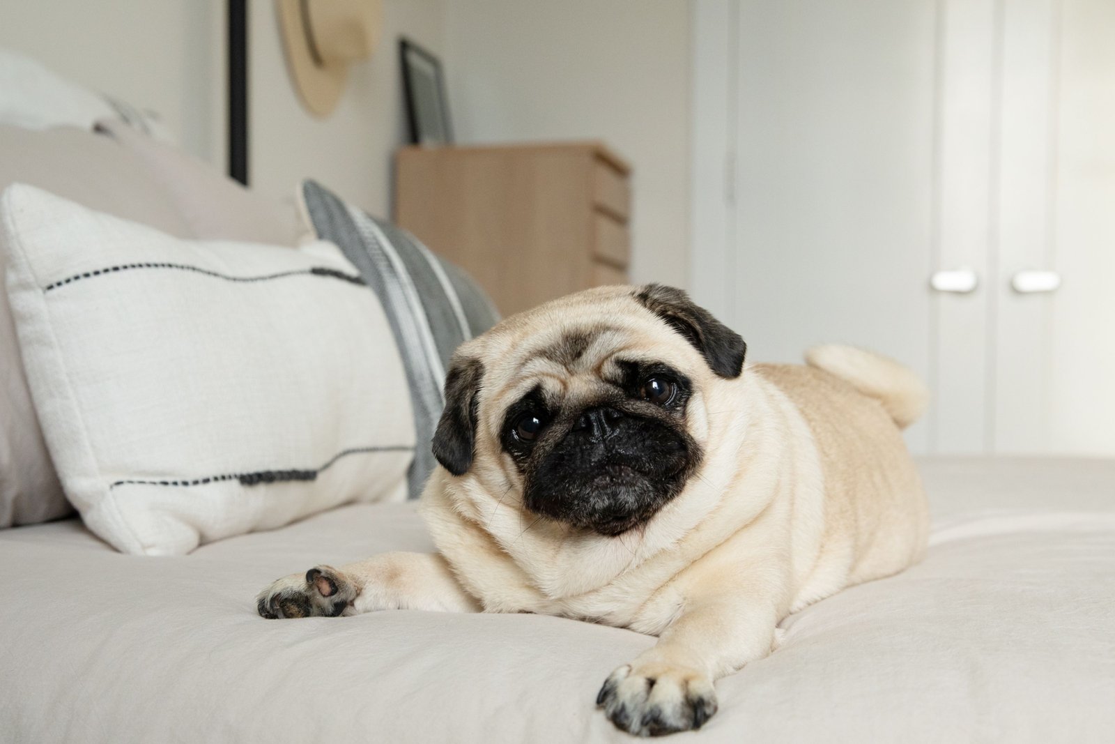 Pug Puppy Form Chennai