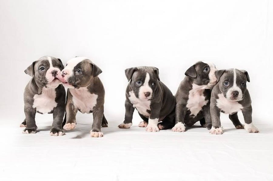 Pitbull Puppy From Vizag