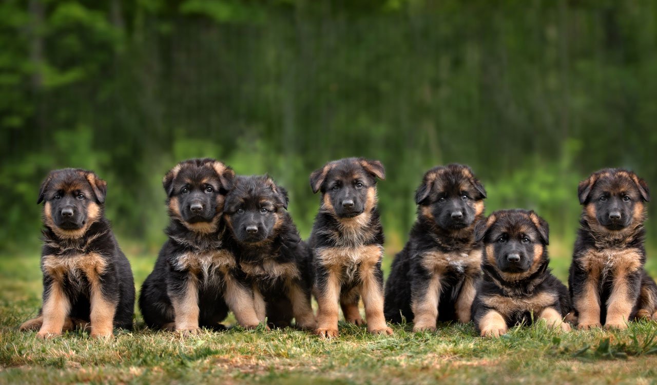 German shepherd  Puppy From Hyderabad