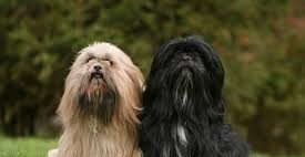 Lhasa Apso Puppy From Pune