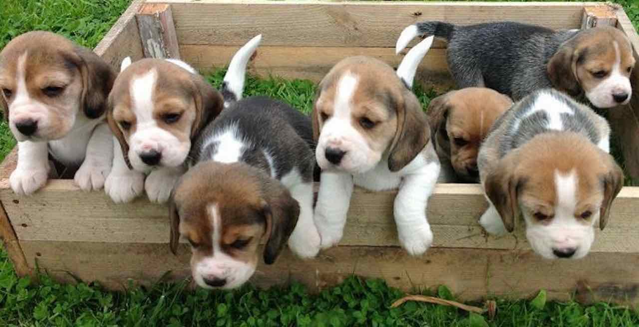 Beagle Puppies For Sale In Goa