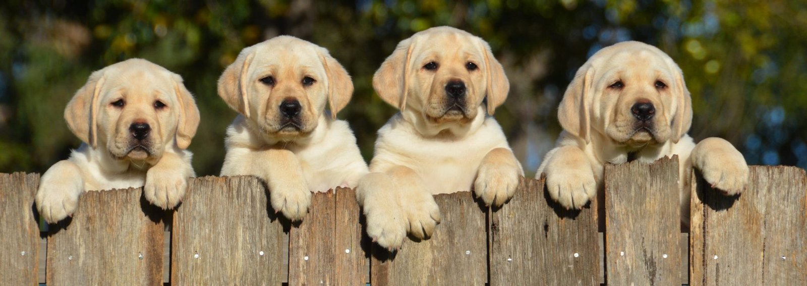 Labrador Retriever Puppies For Sale In Pune