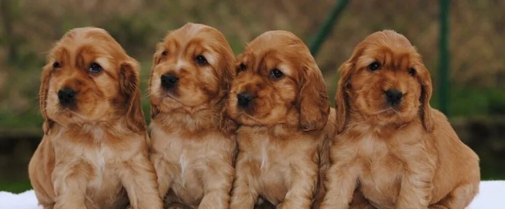 Cocker Spaniel Puppies For Sale In Vizag
