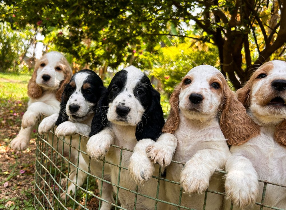 Cocker Spaniel Puppies For Sale In Jaipur
