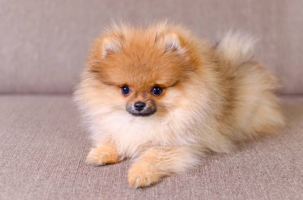 Pomeranian dog price in Mumbai