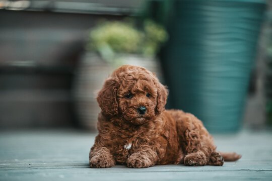 Poodle dog breeder in Mumbai