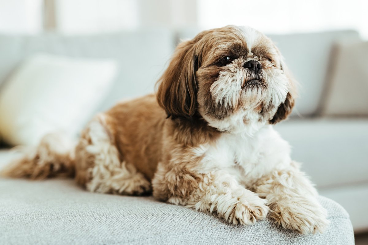 Shih Tzu puppies for sale online in Mumbai