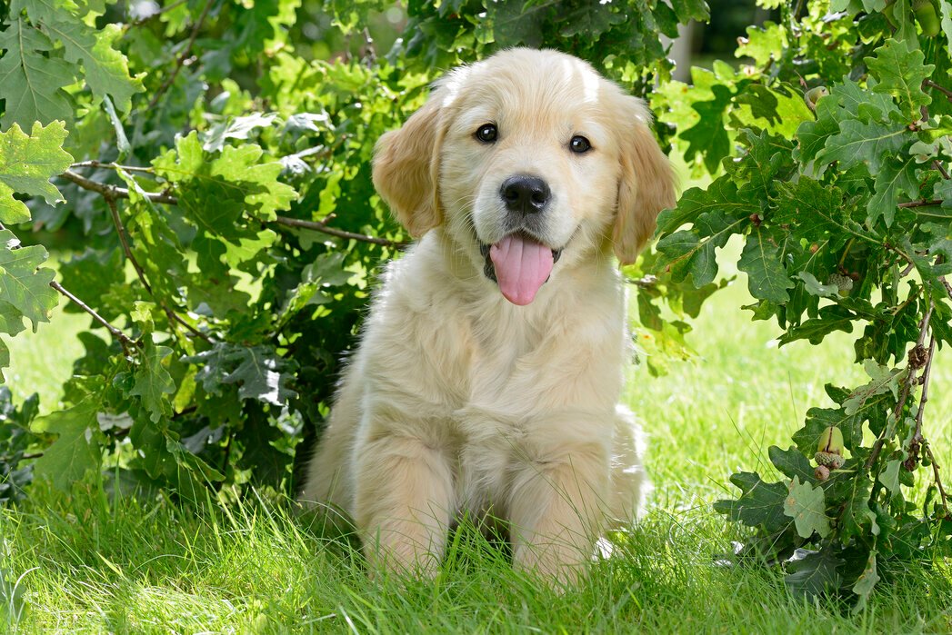 Golden Retriever puppies for sale In Mumbai