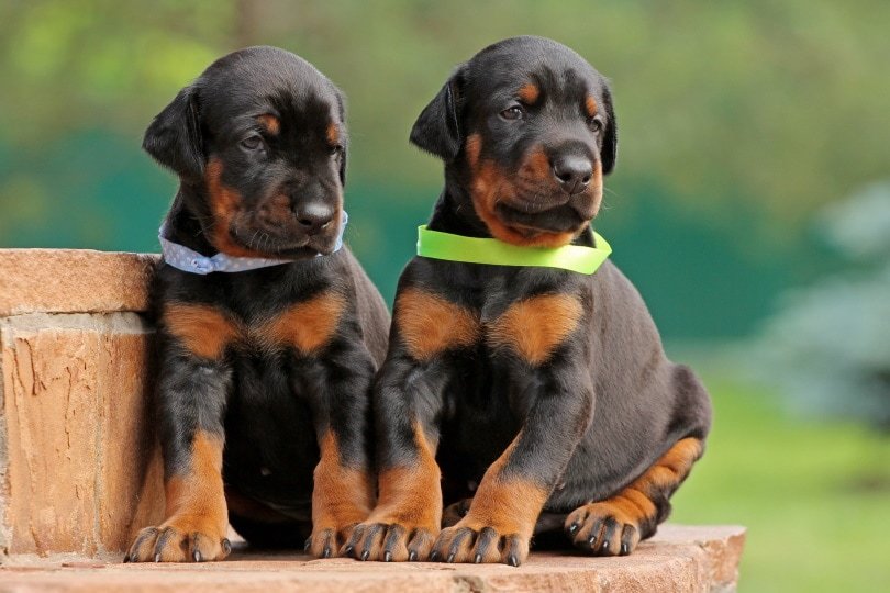Doberman puppy for adoption In Mumbai