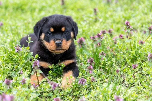 Rottweiler puppies for sale In Pune Mumbai
