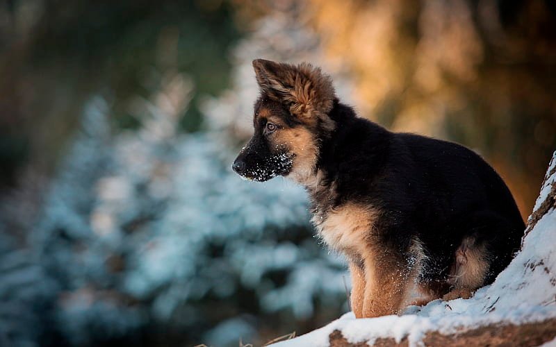 German Shepherd male puppy price In Mumbai