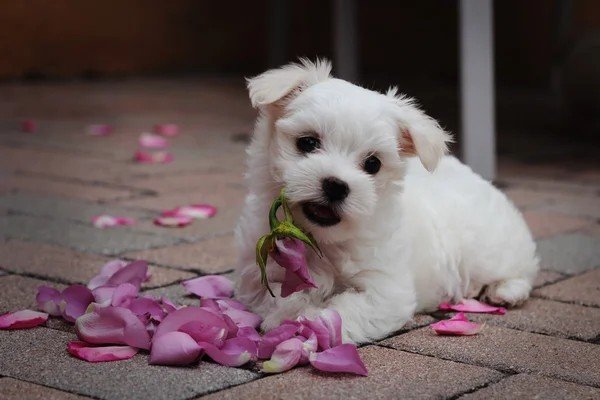 Buy Maltese puppies in Mumbai