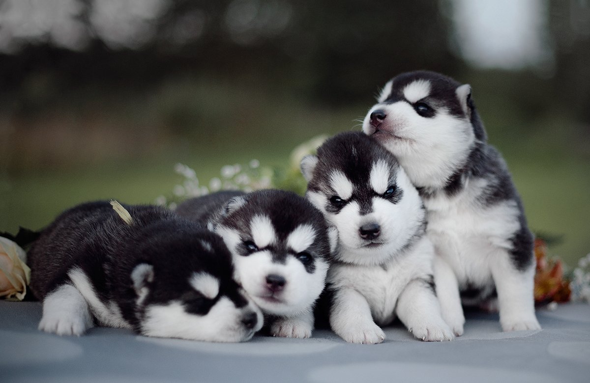 Siberian Husky  dog Price In Mumbai