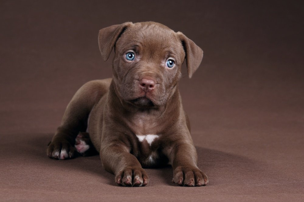 Pitbull puppies for sale online in Mumbai