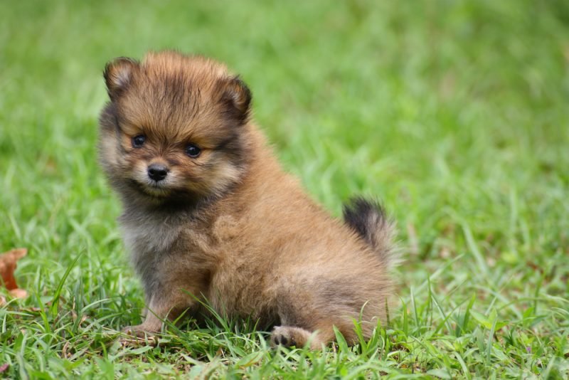 Toy Pomeranian puppies price in Mumbai