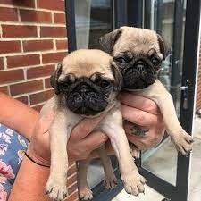 Pune male puppy price In Pune